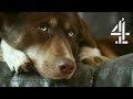 Mother of Two Adopts Dog to Help Children After Divorce | The Dog House