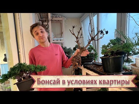 Бонсай дома. Опыт