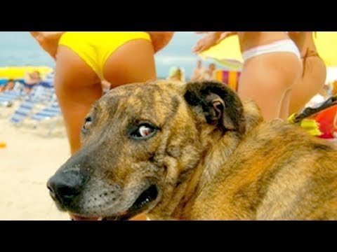 ვიდეო: თქვენი ძაღლის სუნი აქვს… ძაღლს?