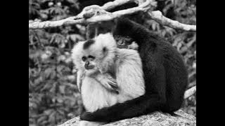 GO WEST - ''Faithful''