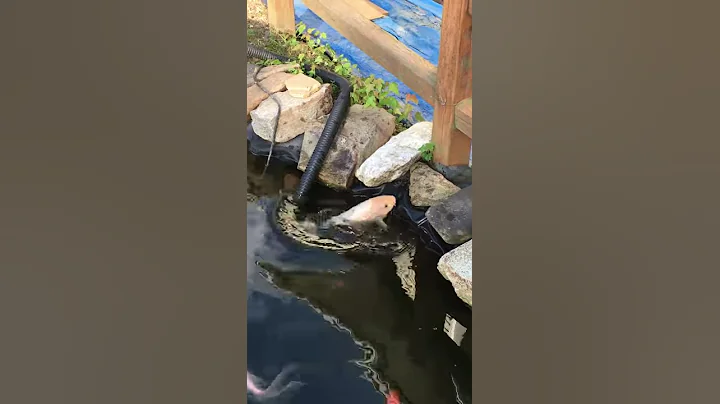 Crazy lady trys to stop koi from suicide.