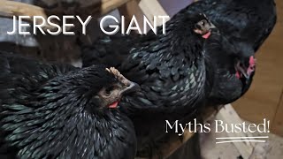Jersey Giant chicken follow up and myths of the breed Busted!