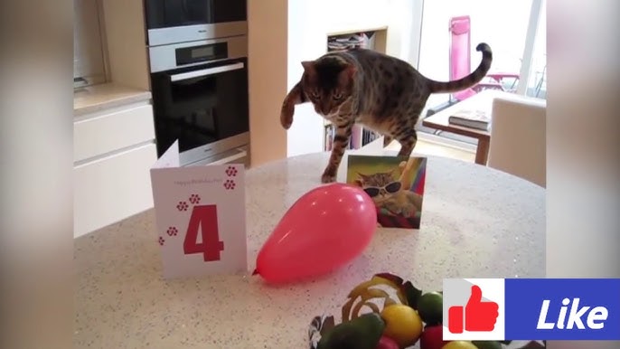 Videos engraçados de gatos falando tente não rir #videosdegatosengraç