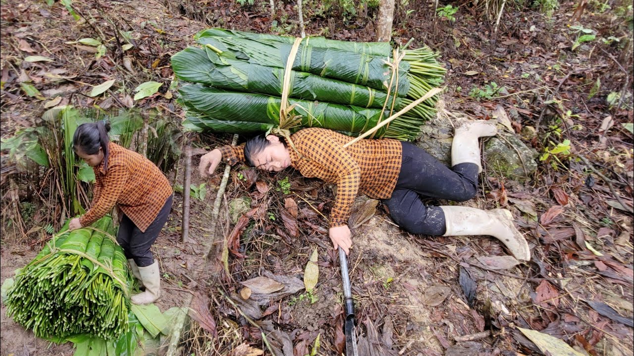 Single mother cut dong leaves to sell, someone else robbed her of all her money