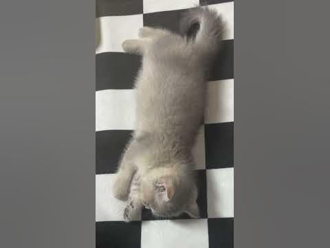 무슨 꿈 꾸세용? - Youtube