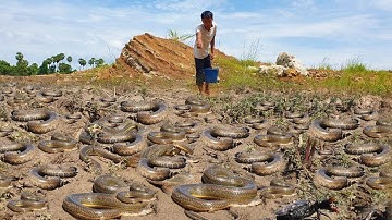 Top video wow amazing a lot of snake 🐍