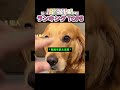 日常がバラエティ！可愛すぎるレトリバーまとめ ランキングTOP5