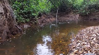 Mancing Ikan Seluang Rawa ketika Air Sungai sedang surut