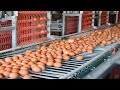 Amazing Automatic Egg Chicken Harvest Technology - Incredible modern chicken processing factory