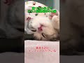 寝つきの早さでギネス記録保持中の猫