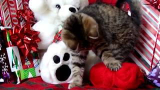 Kitten's First Christmas! by ilovetobamom 180 views 5 years ago 9 seconds