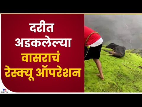 Ambarnath cow Rescue |दरीत अडकलेल्या वासराचं रेस्क्यू ऑपरेशन, तरुणांनी वाचवलं-tv9