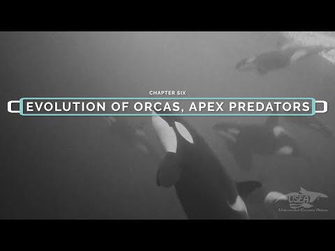 EVOLUTION OF ORCAS, APEX PREDATORS