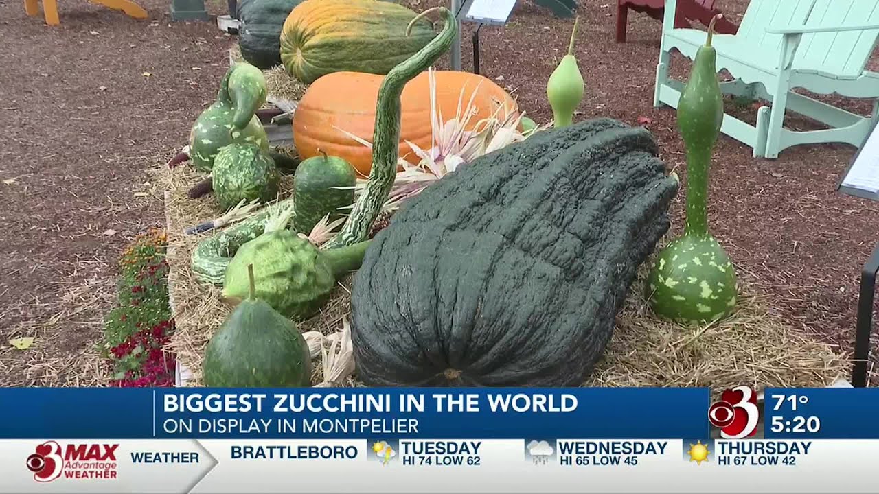 🤔World Record Zucchini?!?!?🤣 YouTube