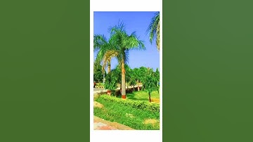 University of Sargodha #uosbeauty #nature #su