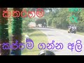 elephant who steal from vehicles කතරගම පාරේ අලි කලබල 😅😅 - කප්පම් අලි