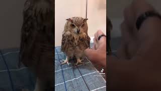 واخيراً , مزنه وزعفران تزوجوا 🦉🤣💍 , شوفوا اللي حضروا زواجهم 🤣❤️ | owl bird marriage 🦉باركوا لهم