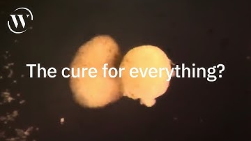 Biohacking our way to health | Michael Levin