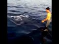 Surfing on the back of a whale shark
