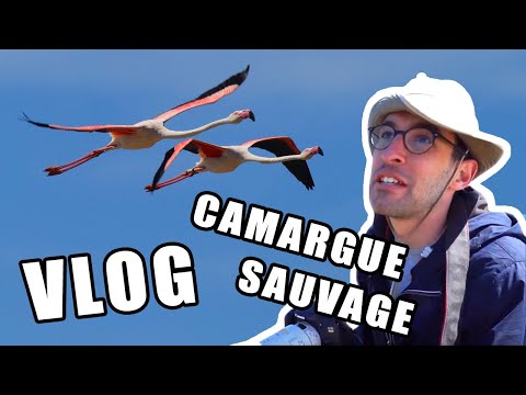 EXPÉDITION CAMARGUE ! (le vlog du soleil)