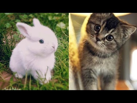 Wow so cute! Cute animals moment compilation || Cute moment of this animals 😍😍#1