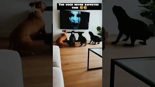The dogs never expected this 🤣🤣 #funny #dogs #comedy #funny #trending #funnyvideos #goviral #pets