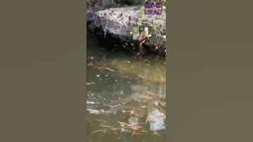 Burung Cendet di Alam Liar | #shorts #burung #cendet #kicaumania #masteranburung #bird #birds