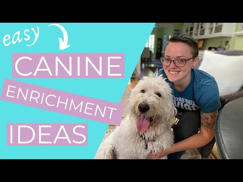 Video: 17 Dramatiske Shelter-hundtransformationer, der beviser alle hunde, er virkelig smukke