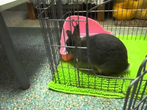 とってもえら～い・ウサギです