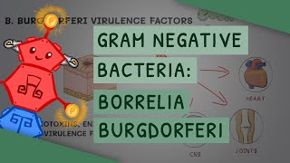 Borrelia burgdorferi (Lyme disease)