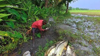 Omg Amazing Jungle Side Country Fish Catching in Rice Field | Best Fish Catching 