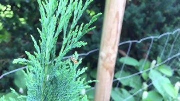 Hoverfly slow mo