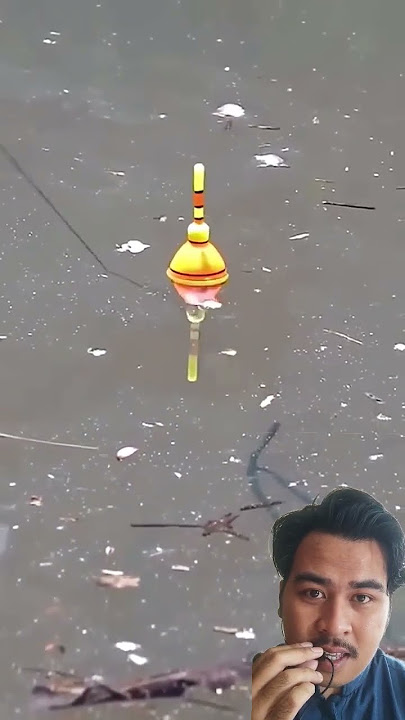 mancing ikan gabus pakai jangkrik apakah dapat?