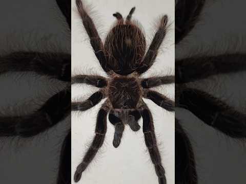 Как пауки ходят по воде? Что пройзойдет? 🕷️💦