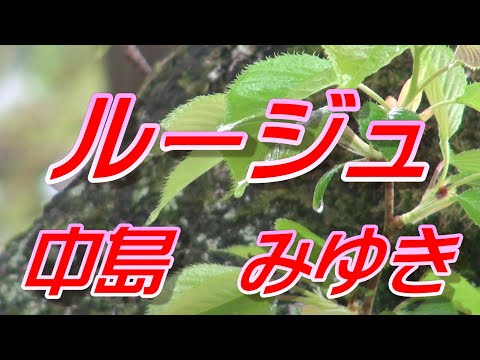 ルージョ 中島みゆき