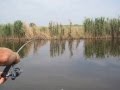 Рыбалка ловля белого амура в Ростовской области / fishing for white Amur in the Rostov region