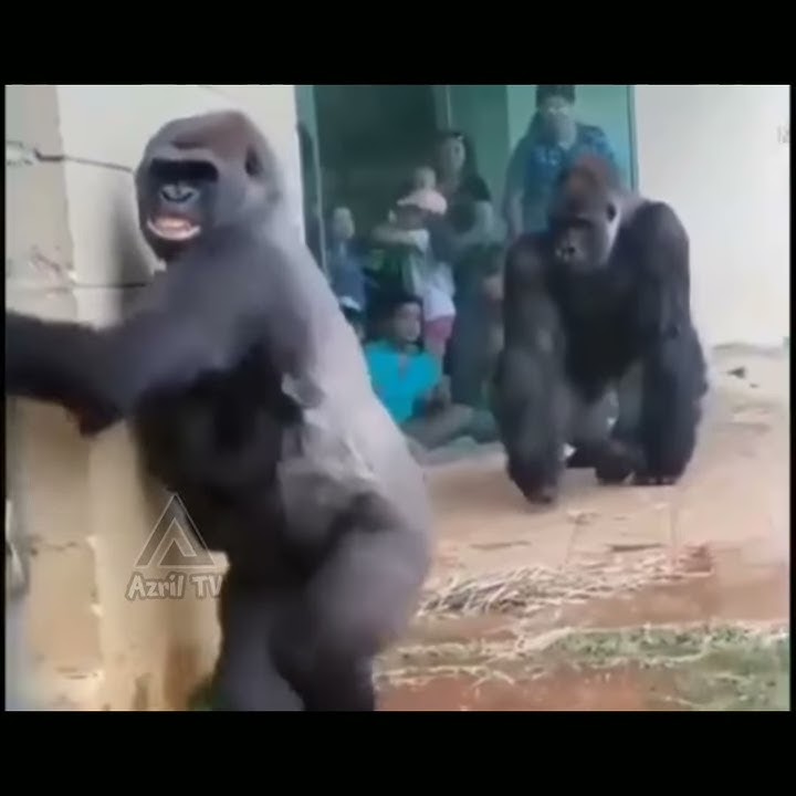🔴Kompilasi Kingkong takut Kehujanan❗️❗️