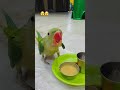 ##like #birds #youtubeshorts #parrot #viralvideo #trending