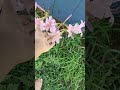 a garden