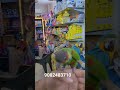 Blue thorated conure at wajid exotic pets