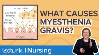 What Causes MYASTHENIA GRAVIS? // Autoimmune Pathophysiology – Med-Surg Nursing | Lecturio screenshot 4