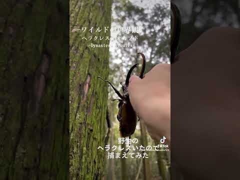 ワイルドの世界観 ヘラクレスのいる世界ではこんな感で捕まえるのだろうか