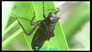 4 Spotted Dragonfly emergence, dramatic time lapse emergence, England