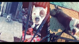 Very l Trained l Pitbull l latest l video l 2019