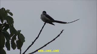 Scissor Tail Bird by Monitor de Plantão 556 views 1 year ago 1 minute, 52 seconds
