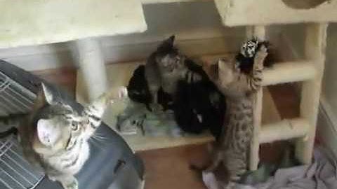 Video 622641: bengal cats playing kitten, gorgeous bengal kittens, baby talk, cat old
