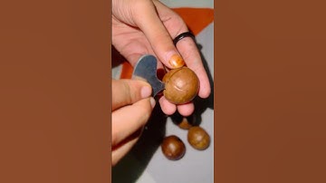 ഈ നട്സ് ഞാൻ ആദ്യമായിട്ടാണ് കഴിക്കുന്നത് നിങ്ങളോ macadamia nuts key #macadamia #nuts #shortsfeed