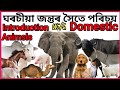 Domestic animals name in Assamese and english with voice