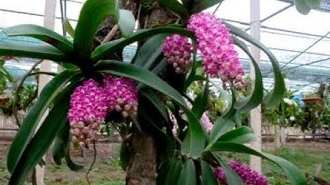 Hướng dẫn trồng lan Đai châu ( nghinh xuân, ngọc điểm) vào chậu