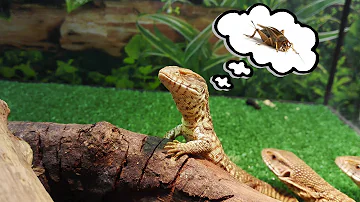 Кормление малышей капских варанов (Varanus exanthematicus feeding)
